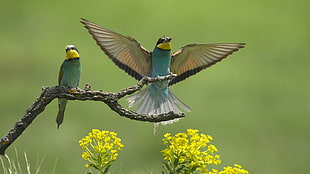 two brown-and-teal birds perched on brown twig